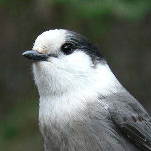 Meet your Posher, Nicholas